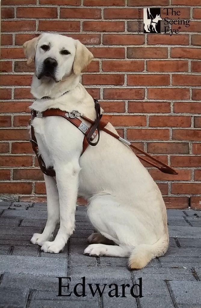 Edward in his harness (2025)